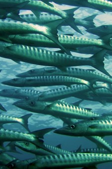 Pisciculture – Aquaculture